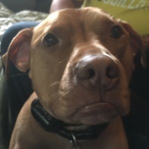 Meet your Posher, Diana